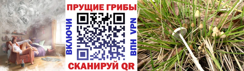 Галлюциногенные грибы ЛСД  даркнет состав  Бологое 